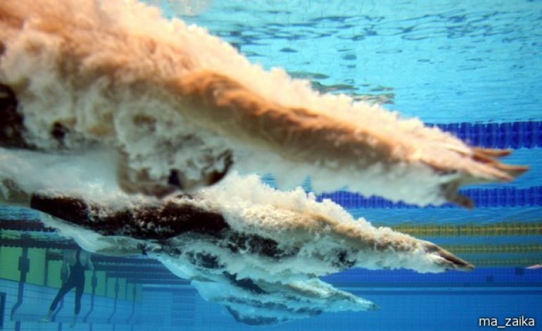 Морозов и Хоссшу лидируют в общем зачёте КМ-2016 FINA по плаванию